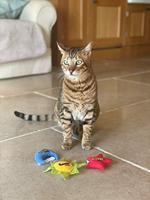 Yeowww! Sun Moon and Stars - thumbnail