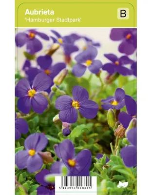 V.I.P.S. Agastache ''Black Adder'' - Anijsplant (P9)