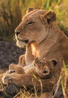 CLEMENTONI - Compact 500 stuks - Kattenliefde - thumbnail