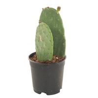 Opuntia Ficus Indica (schijfcactus) P 17 - thumbnail
