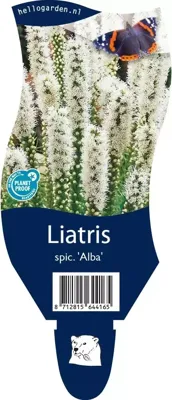 Liatris spicata Alba vaste plant Griffioen - Griffioen