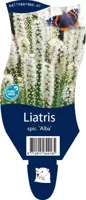 Liatris spicata Alba vaste plant Griffioen - Griffioen - thumbnail