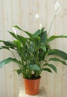 Lepelplant Spathiphyllum 120 cm Warentuin Natuurlijk - Warentuin natuurlijk - thumbnail