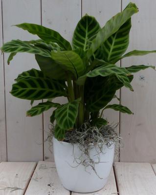 Pauwenplant Calathea groen blad witte pot 40 cm Warentuin Natuurlijk - Warentuin natuurlijk
