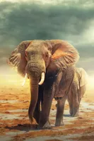 Alexsar Art schilderij Deco panel olifanten 90x60cm - thumbnail