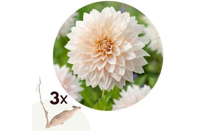 Dahlia Café au Lait - Set van 3 knollen - Nederland