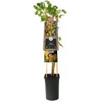 Kiwi Zelfbestuivend Actinidia Deliciosa Jenny 120 cm klimplant - thumbnail