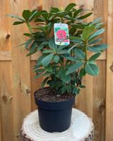 Rhododendron Red Jack groenblijvende heester rododendron met rode bloemen ca. 60-70cm incl. pot Warentuin Natuurlijk - Warentuin natuurlijk - thumbnail
