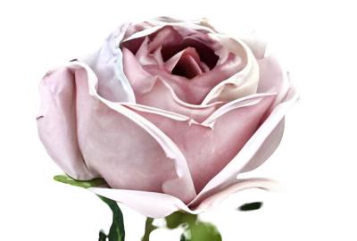 Enkele roos licht paars Buitengewoon de Boet - Buitengewoon de boet Enkele roos licht paars Buitengewoon de Boet - Buitengewoon de boet