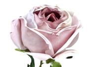 Enkele roos licht paars Buitengewoon de Boet - Buitengewoon de boet - thumbnail