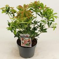 Rotsheide (Pieris Japonica “Valley Valentine”) heester - 20-25 cm (C2) - 6 stuks - thumbnail