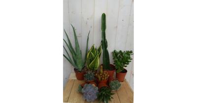 Kamerplantenpakket plantenbox circa 6 tot 10 planten Zon Warentuin Natuurlijk - Warentuin natuurlijk Kamerplantenpakket plantenbox circa 6 tot 10 planten Zon Warentuin Natuurlijk - Warentuin natuurlijk