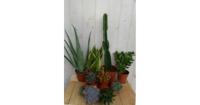 Kamerplantenpakket plantenbox circa 6 tot 10 planten Zon Warentuin Natuurlijk - Warentuin natuurlijk - thumbnail