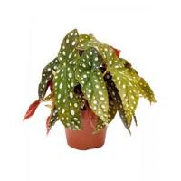 Begonia maculata stippenplant S kamerplant - thumbnail