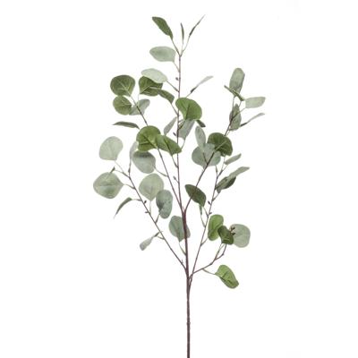 Eucalyptus Eucalyptus
