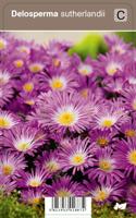 Vips Delosperma sutherlandii - Middagsbloem - thumbnail