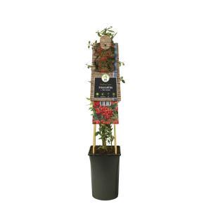 Pyracantha c. 'Red Column' - Vuurdoorn