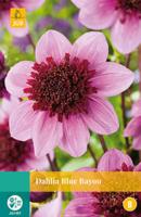 Dahlia Blue bayou - thumbnail