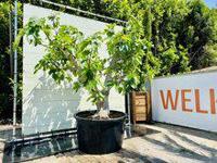 Vijgenboom - Ficus Carica - thumbnail