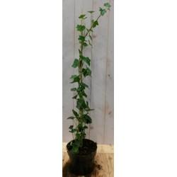 10 stuks! Klimop Hedrea 60 cm Warentuin Natuurlijk - Warentuin natuurlijk 10 stuks! Klimop Hedrea 60 cm Warentuin Natuurlijk - Warentuin natuurlijk