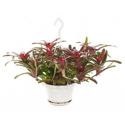 Neoregelia Fireball (Bromelia) - P 21 cm