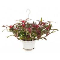 Neoregelia Fireball (Bromelia) - P 21 cm - thumbnail