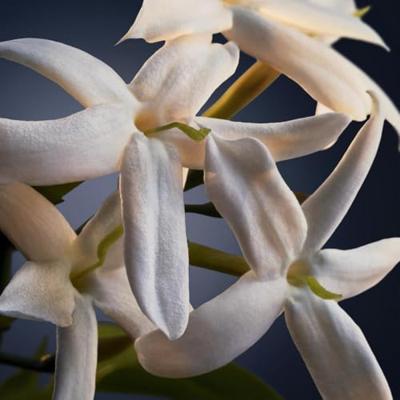 Herenparfum Paco Rabanne Phantom Intense EDP 50 ml