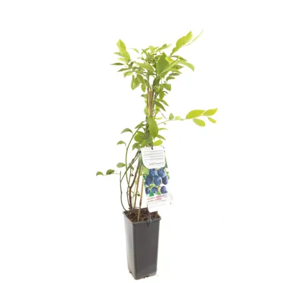 Bosbes (vaccinium corymbosum "Jersey") fruitplanten - In 2 liter pot - 1 stuks