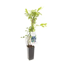 Bosbes (vaccinium corymbosum "Jersey") fruitplanten - In 2 liter pot - 1 stuks - thumbnail