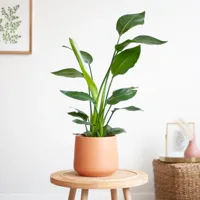 Strelitzia Nicolai - P17 - thumbnail