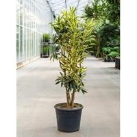 Dracaena Pleomele song of sri lanka kamerplant - thumbnail