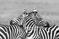 Afbeelding op acrylglas - Zebra liefde in zwart wit - thumbnail