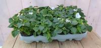 Vlijtigliesjes in een bak 12 stuks wit Impatiens Walleriana Warentuin Natuurlijk - Warentuin natuurlijk - thumbnail