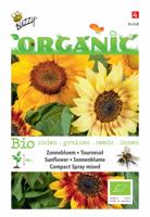 Biologische Helianthus, Zonnebloem Compact Spray - thumbnail