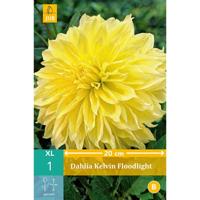 Dahlia Kelvin floodlight - thumbnail