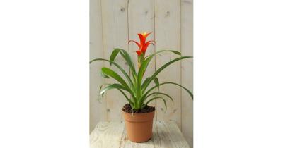 Bromelia geel/rood 30 cm Warentuin Natuurlijk - Warentuin natuurlijk Bromelia geel/rood 30 cm Warentuin Natuurlijk - Warentuin natuurlijk