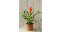 Bromelia geel/rood 30 cm Warentuin Natuurlijk - Warentuin natuurlijk - thumbnail