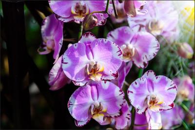 Fotobehang - Prachtige Orchideeën, Paars, in 11 maten te koop, inclusief behanglijm