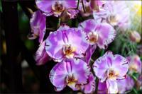 Fotobehang - Prachtige Orchideeën, Paars, in 11 maten te koop, inclusief behanglijm - thumbnail