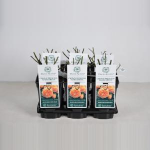 Engelse roos (rosa "Crown Princess Margareta"®) - C3 - 1 stuks