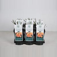 Engelse roos (rosa "Crown Princess Margareta"®) - C3 - 1 stuks - thumbnail