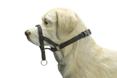 BZ DOG CONTROL XS ZWT