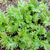 Bio-zaad wasabino Maat: - thumbnail