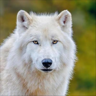 Wolven Kalender 2026