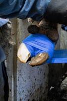 Bandage Animal Blauw Profi 10 cm - thumbnail