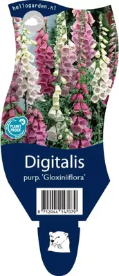 Digitalis purp. Gloxiniiflora vaste plant Griffioen - Griffioen Digitalis purp. Gloxiniiflora vaste plant Griffioen - Griffioen