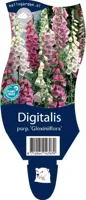 Digitalis purp. Gloxiniiflora vaste plant Griffioen - Griffioen - thumbnail