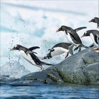 Pinguïns Kalender 2026 - thumbnail