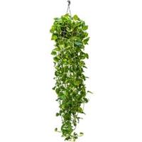 Scindapsus epipremnum aureum XL hangplant - thumbnail