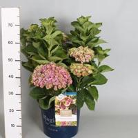 Hydrangea Macrophylla "Magical Amethyst Roze"® boerenhortensia - 40-50 cm - 1 stuks - thumbnail
